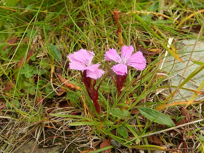サポナリア・オキモイデス<br /><br />ナデシコ科　サボンソウ属