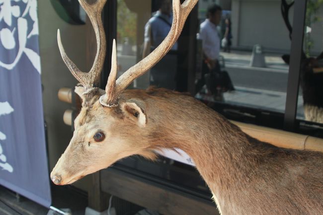 アッ！鹿だ！<br />とは言っても、これは剥製<br />それも奈良の鹿ではなく、蝦夷シカだそうで・・・<br />今回はべたな奈良公園や東大寺には行きませんでした