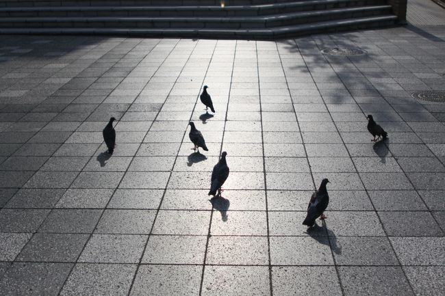奈良駅のハトポッポ<br /><br />あ〜楽しい一日だった(*^_^*)
