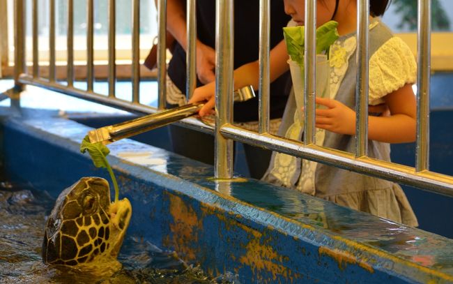 「うみがめ館」でえさやり体験<br /><br />かめさん、すごい食欲！！