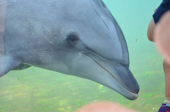 イルカさんと目が合った！？<br /><br />この水族館のイルカ･ラボちゃんは、<br />ロシアのタンカー「ナホトカ号」が沈没した時、生後６ヶ月。<br />奇跡的に命の危機から脱することができたそうです。