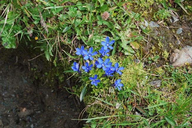 ゲンティアナ・ベルナ