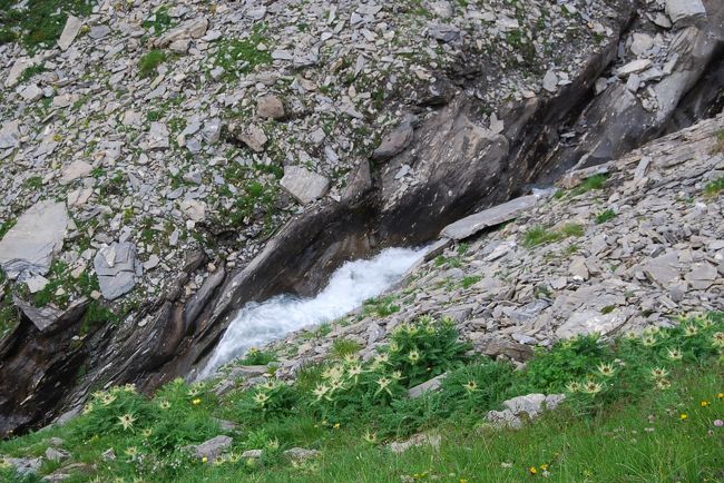 渓流そばにキルシウム・スピノシスシムム(キク科　アザミ属)が群落している<br /><br />