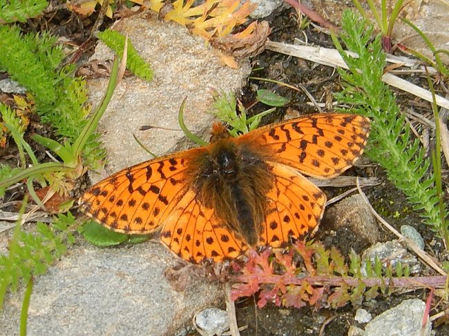ヒョウモンチョウを見る