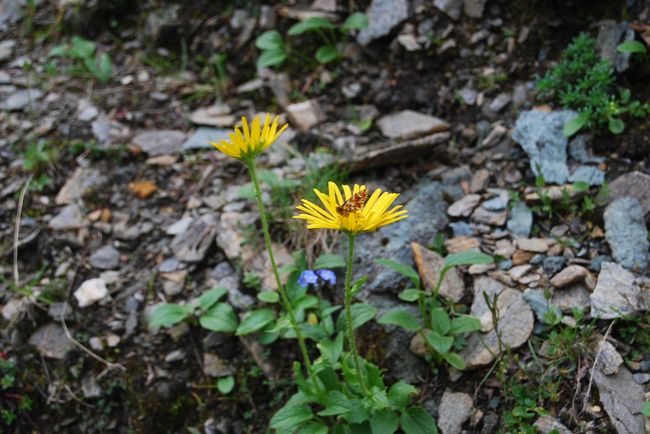 ドロニクム・クルシイ(キク科　ドロニクム属)の花に止まっているセセリチョウ