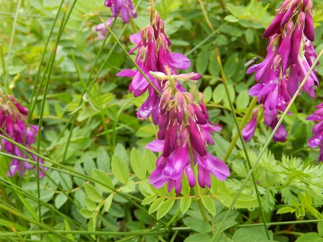 ヘディサルム・ヘデイサロイデス<br />マメ科　イワオウギ属