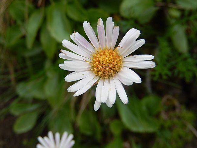 アスター・ベデリアストルム<br />キク科　シオン属