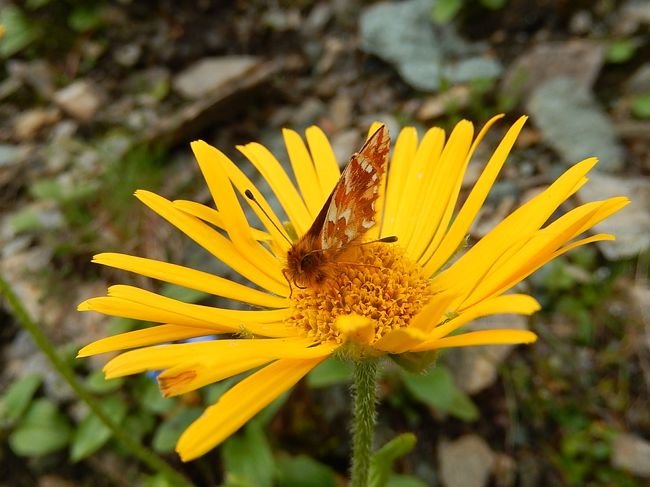 ドロニクム・クルシイ(キク科　ドロニクム属)の花に止まっているセセリチョウ