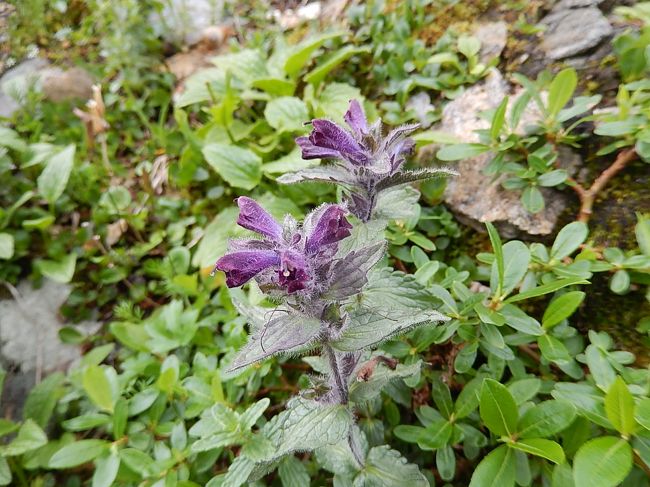 バルトシア・アルピナ<br />ゴマノハグサ科　バルトシア属