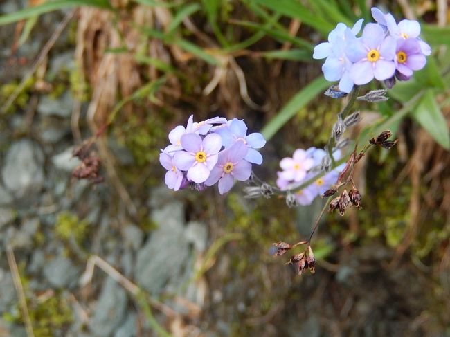 ミオソティス・アルペストリス<br /><br />ムラサキ科　ワスレナグサ属