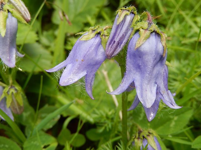 カンパヌラ・バルバタ<br />ミヤマツリガネソウ<br />キキョウ科　ホタルブクロ属