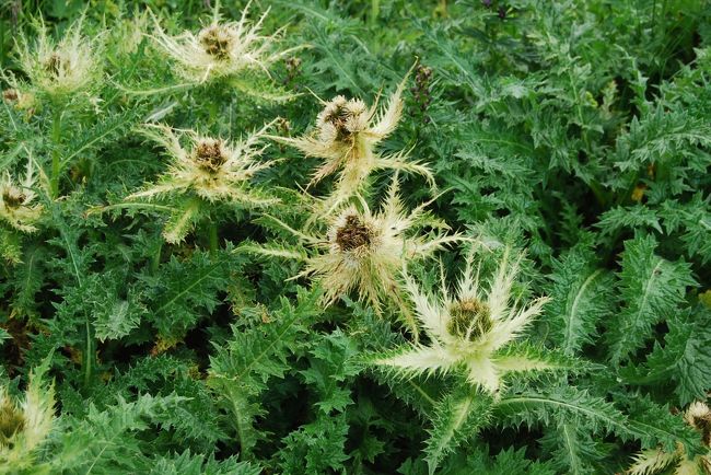 キルシウム・スピノシスシムム(キク科　アザミ属)