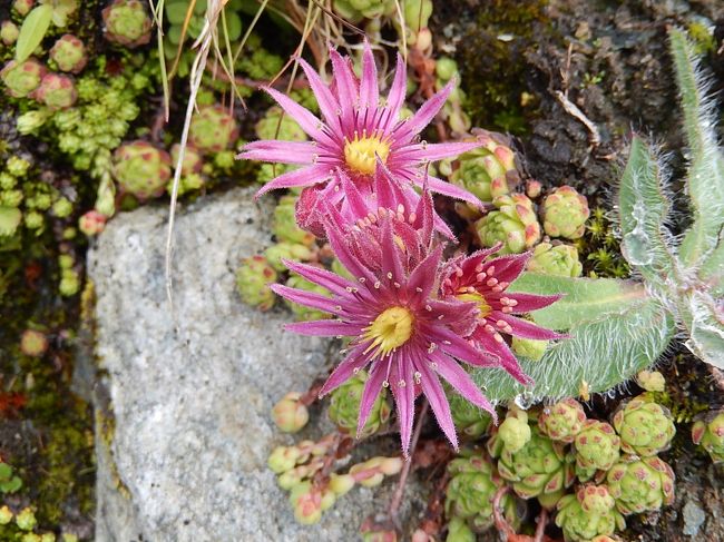 センペルビブム・モンタヌム<br /><br />ベンケイソウ科　クモノスバンダイソウ属