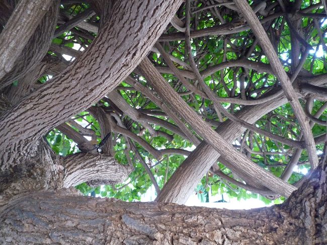 頭上はこんな感じです。木が傍にあるのが原因なのか不明だけどテーブルにありんこがけっこういたのですよ(>_<)テーブルクロスの上にガラス板が敷いてあるんだけど、ガラスの下にいるもんだから掃えないんです(>_<)虫が苦手な私はもう気分が↓↓↓