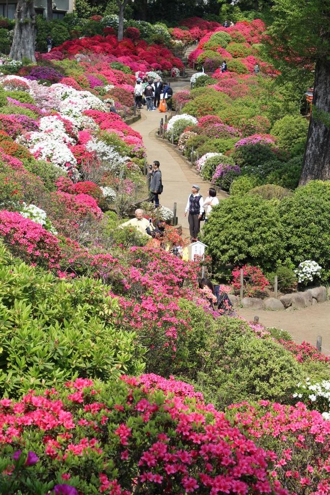 見頃になったツツジ苑