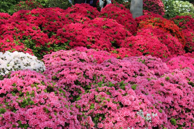 赤系統のツツジのグラデーションが美しい