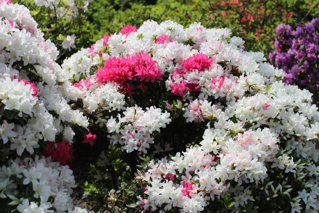 １株のツツジから紅白の花が咲いている