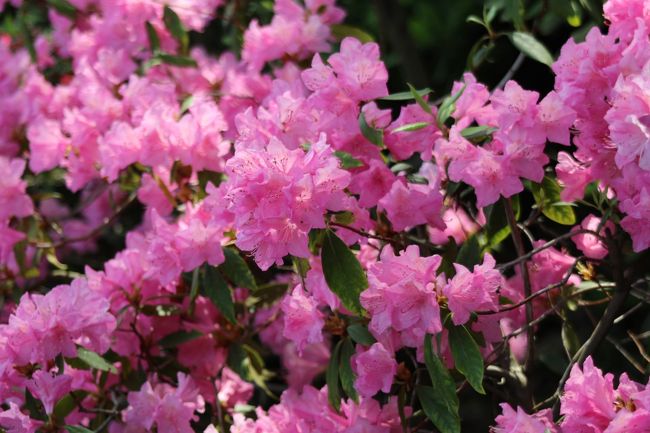 ピンクのツツジも色鮮やか