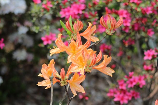 オレンジ色のツツジも珍しい