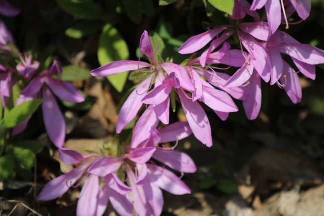 こちらも変わったツツジ