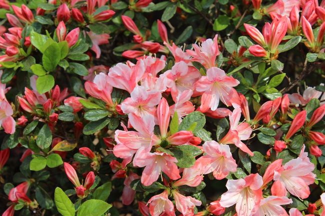 色々な種類のツツジが植えられている