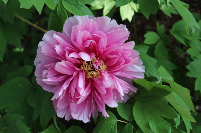 全生庵にはボタンの花がいっぱい咲いていた