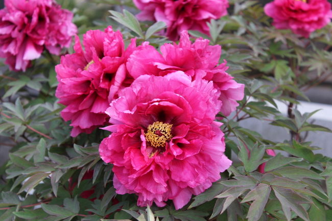 墓地にもボタンが多い