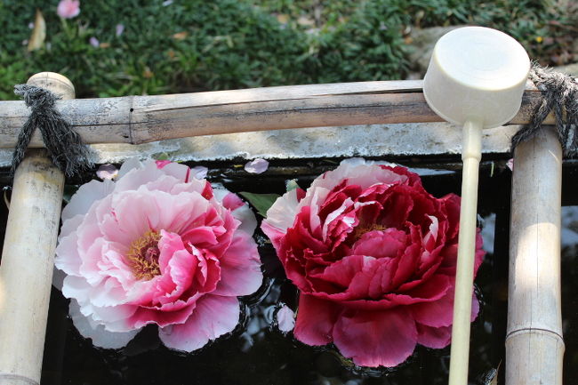 ここにもボタンの花