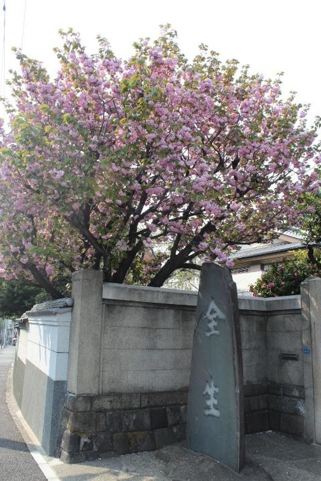 全生庵の門前に八重桜