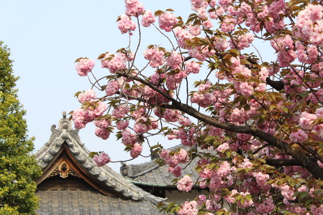長久院の八重桜