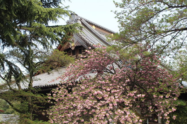 寛永寺の八重桜