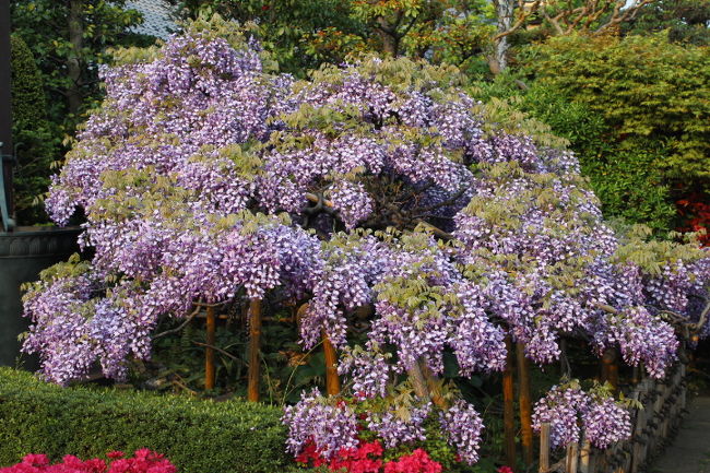 経王寺境内の藤