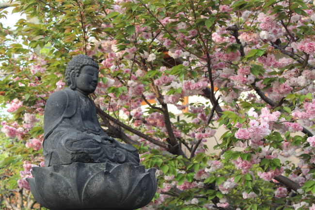 経王寺境内の八重桜