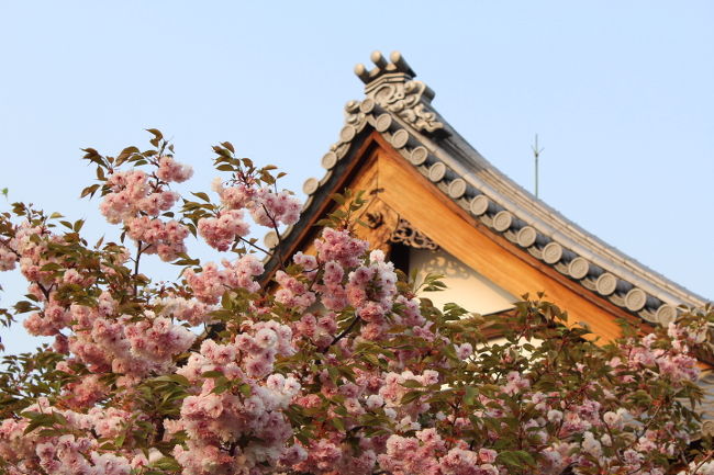 経王寺境内の八重桜