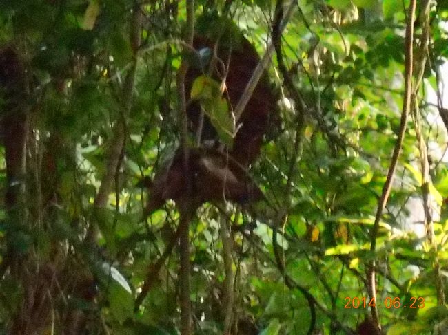 道中にお猿さんに会ったりします。