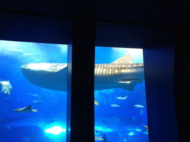 そして！<br />沖縄のジンベェさん達キター<br /><br />圧巻の大きさにホントびっくり！<br />