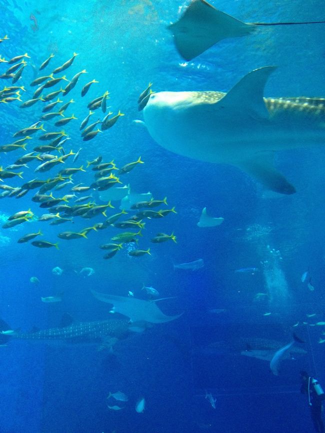 海の中にいるみたいでした。<br /><br />すばらしく雄大な泳ぎに感動でした