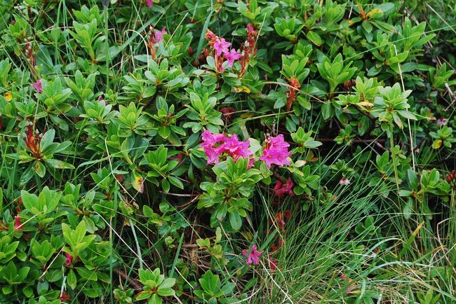 オーストリア三大名峰山麓ハイキング10日間の旅・・・高山植物編⑦アレクサンダートレイルで見られたもの