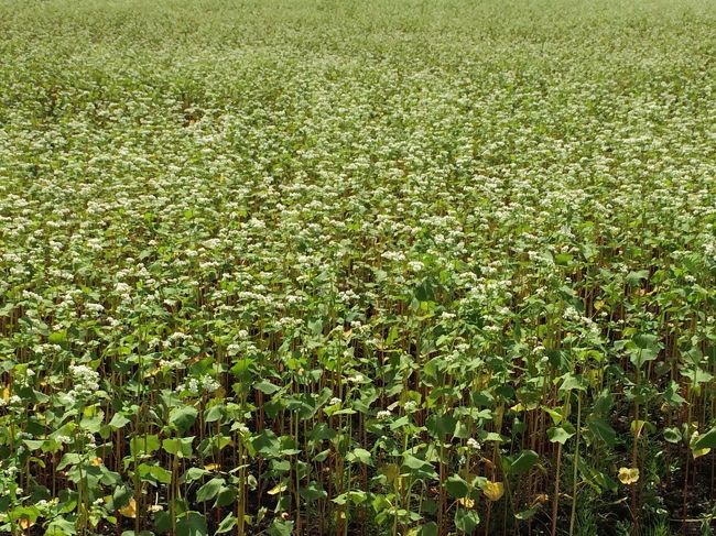 ただいま 蕎麦の花が満開です<br />これが美味しいお蕎麦になるのね♪<br />