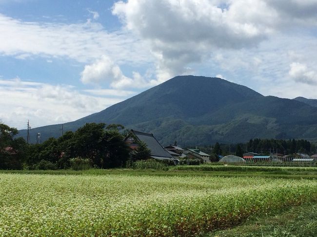 蕎麦の花は 私が移動した松本市周辺 長野市、信濃町など あちらこちらで観られました<br /><br />これは 信濃町から 飯綱山を見ての場所です