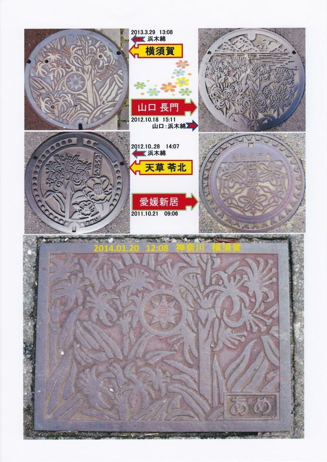 花シリーズ　（浜木綿）