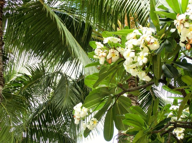 　プルメリアの木です。