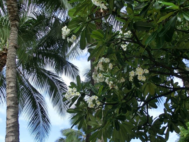 　そして、ホテルに戻りチェックアウト。<br />ミネラルウォーターは有料だと思っていたのですが、無料だった<br />ことに、最後で気づきました。もっと飲んでおけばよかった･･･。<br /><br />　10時に、シェラトンワイキキの近ツリデスクでお迎えを待ちま<br />す。<br />　他には、デルタ航空で帰る人がひと組。５時間遅れてるけど、<br />どうしますか？って聞かれてました。ヒェー。ハワイアンは大丈<br />夫かなぁ･･･。