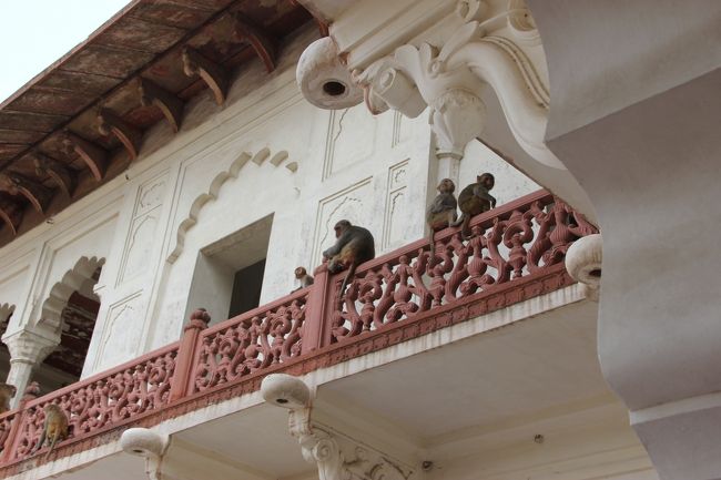 おサルがいました