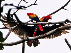 コンゴウインコを眺めていたら、上の枝にいたクロコンドルが突然大きな羽を広げ、コンゴウインコへ向かって飛ぶ。

コンゴウ達が襲われる！
と思ったが、クロコンドルはギリギリのところで上昇し、コンゴウインコたちも我関せずな顔。

ドキドキ！したのは、私達だけだった。
