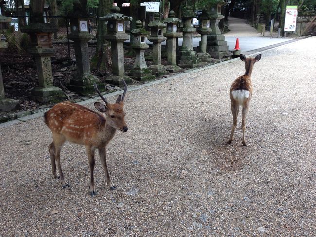 鹿さんがたくさんいます。