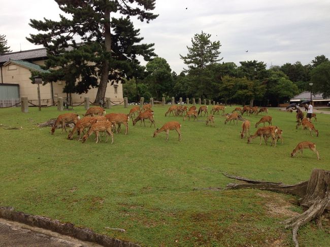 夕方になって、何故か鹿さん達が集まってきました。