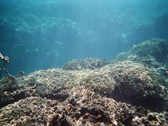 朝食後は阿嘉ビーチでシュノーケル。テトラポットのすぐ脇ですが、荒らされてなく珊瑚が元気です。北浜ビーチと比べるとワイルドな感じがします。
＊昨日、防水デジカメを水没させたので、防水のインスタントカメラを購入。ここからの水中写真はインスタントカメラで撮影しています。