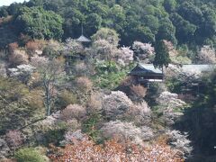 吉野山　桜とお寺