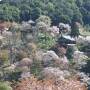伊賀上野城と吉野桜と長谷寺